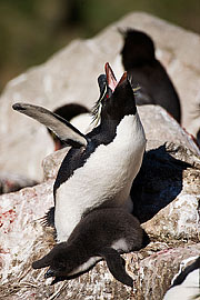 Picture 'Ant1_1_0208 Rockhopper Penguin, Chick, Proud, West Point, Falkland Islands, Antarctica and sub-Antarctic islands'